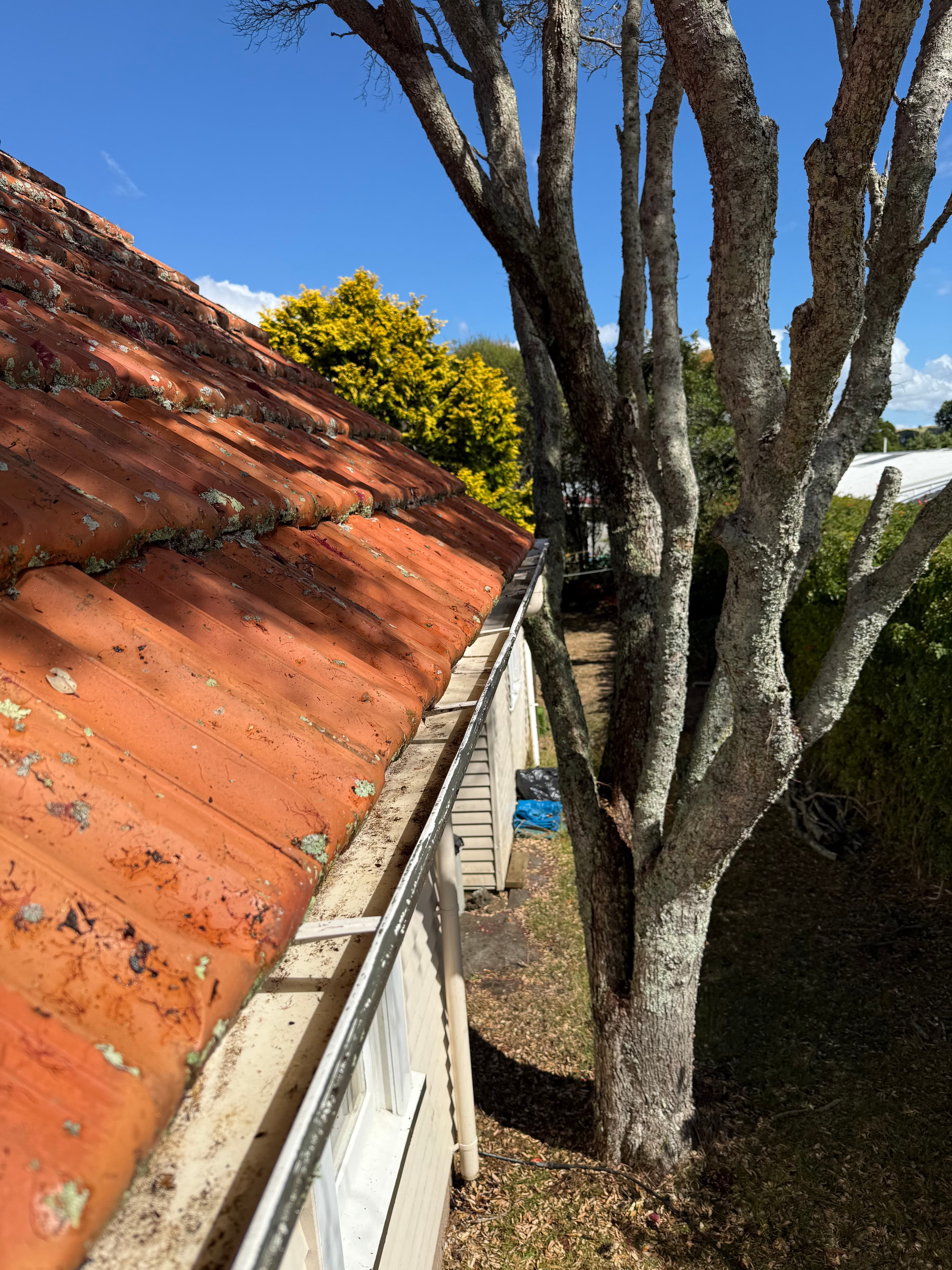 Professional roof cleaning service removing moss and lichen in Auckland